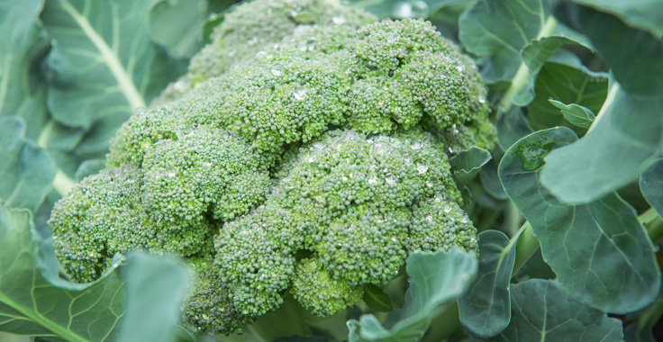 Organic broccoli with water drops