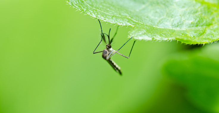 mosquito in nature