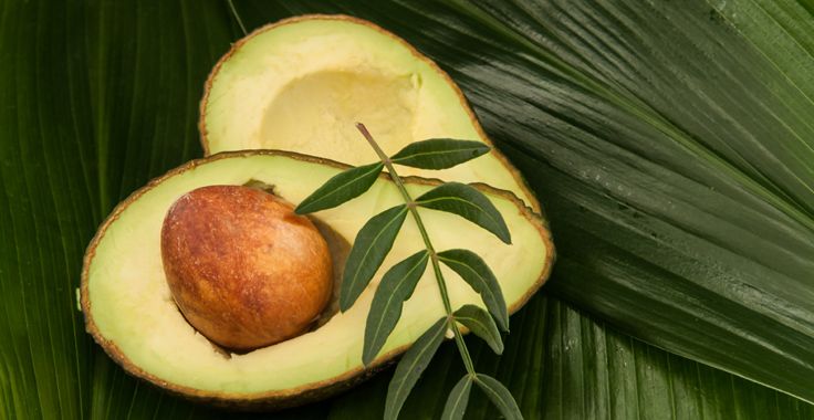 HH_SF_Avocados_Fotolia_49951290_Subscription_Monthly_XL_736x380