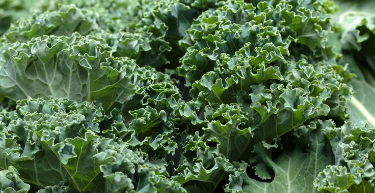 HH_SF_Kale_Fotolia_75039035_Subscription_Monthly_XXL_736x380